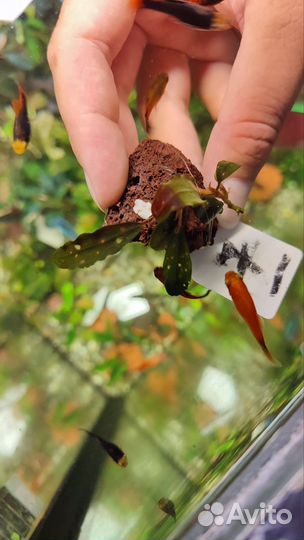 Набор буцефаландр