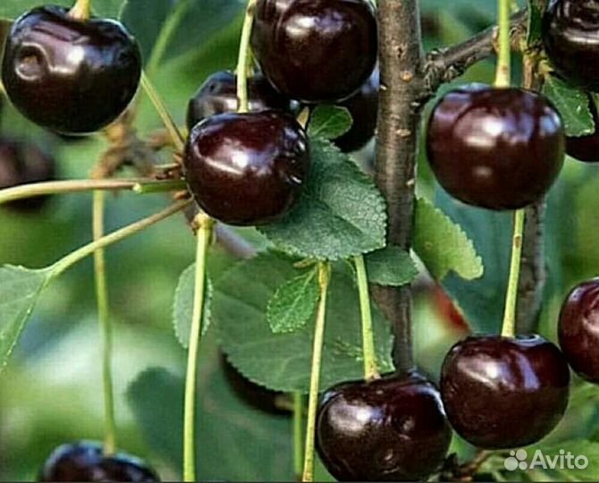 Вишня Шоколадница Владимирская