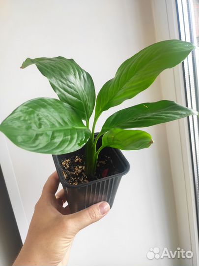 Спатифиллум Женское счастье