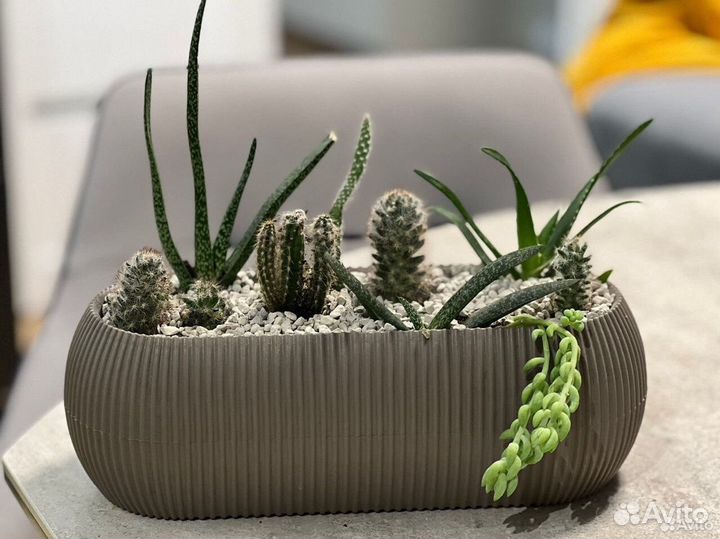 Флорариум суккуленты и кактусы