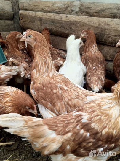 Куры молодки