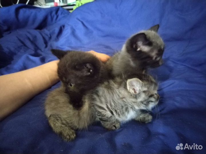 Котята в добрые руки бесплатно