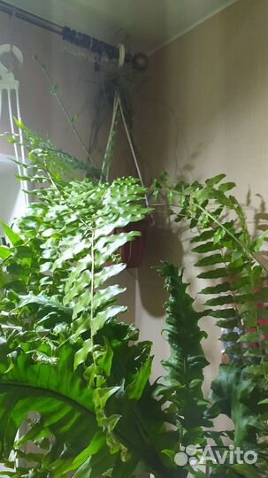 Папоротник нефролепис Гигантский Мачо