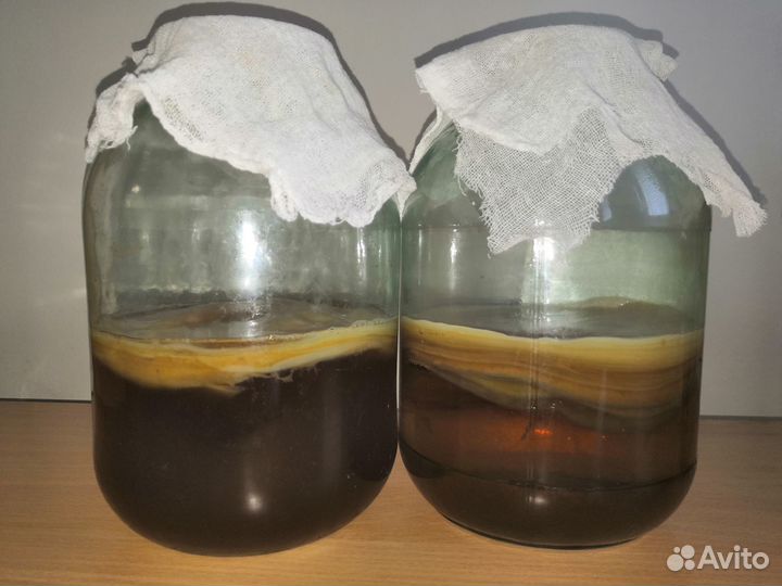 Чайный Гриб