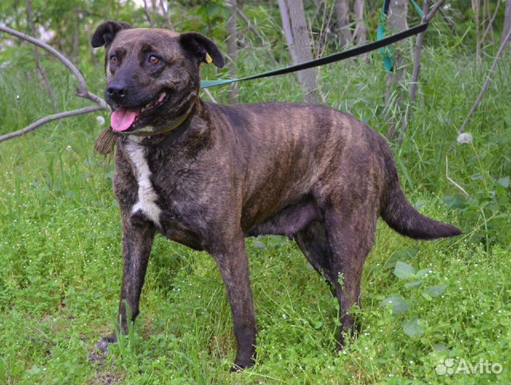 Тайра в поисках дома