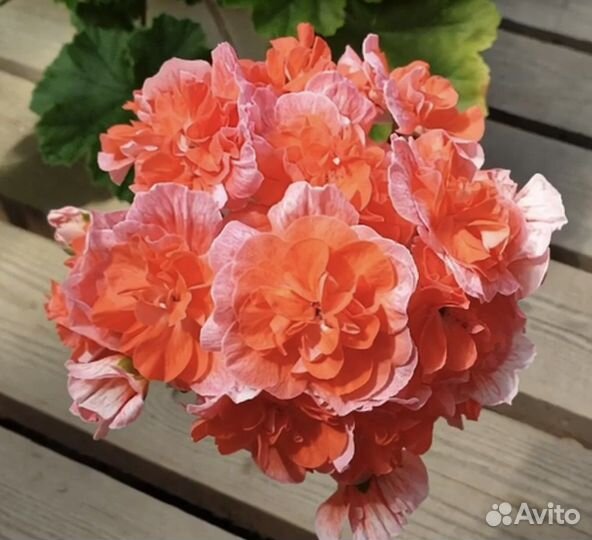 Пеларгония Ю В Феникс