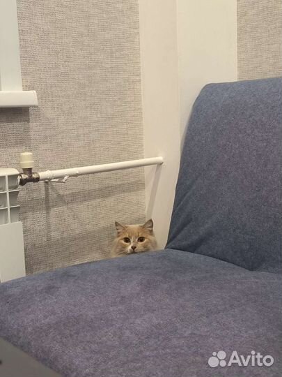 Кошечка, 2 года