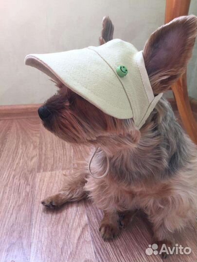 Кепочка) для любимчика