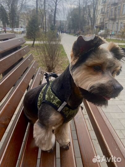 Йоркширский терьер вязка мальчик