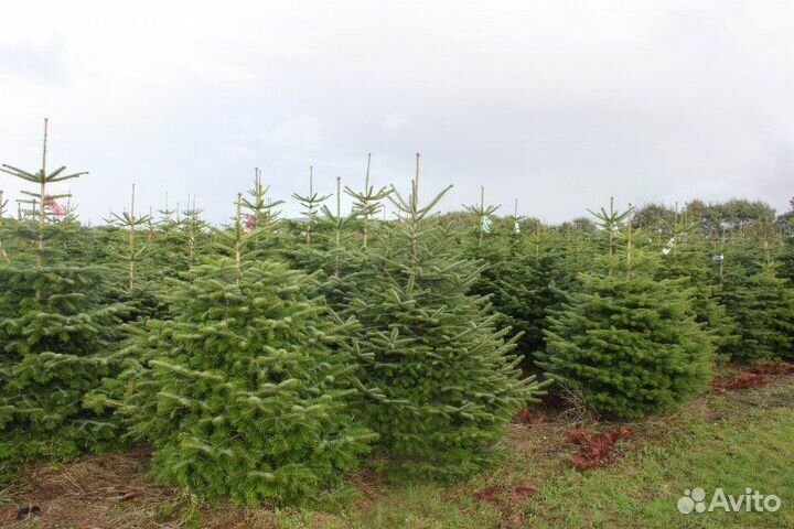 Ель живая Новогодняя Оптом