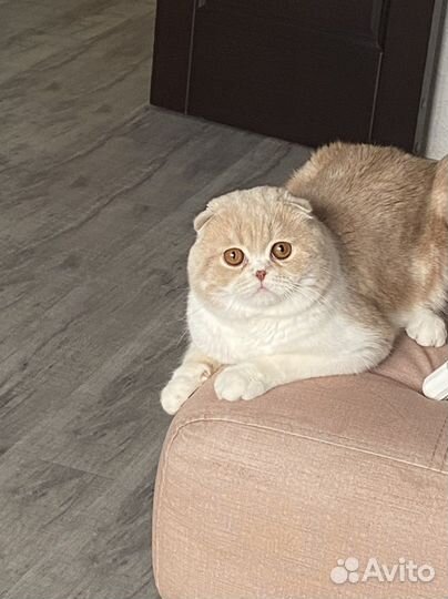 Шотландская