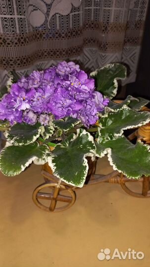 Сортовые фиалки