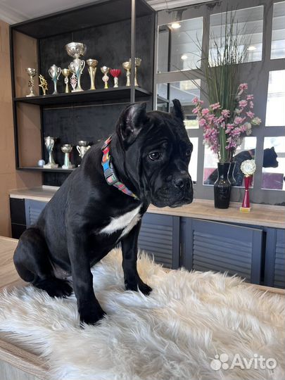 Кане корсо черный мальчик