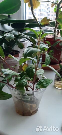 Фуксия черенки