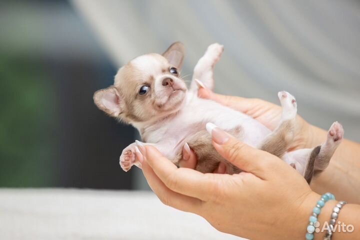 Щенки Чихуахуа мальчики и девочки