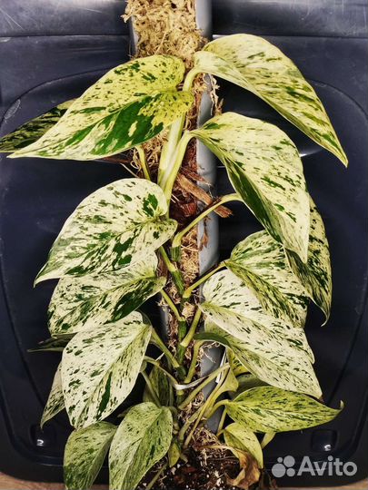 Сциндапсус марбл квин