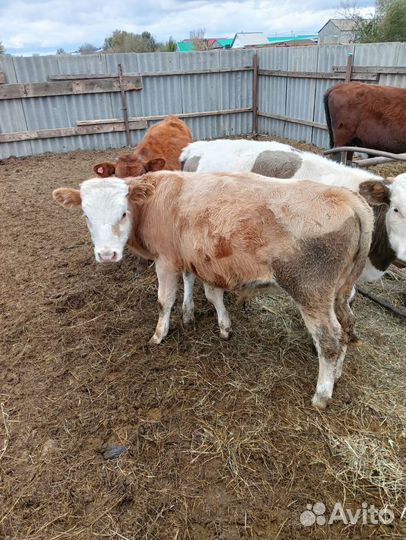 Телочки и бычки