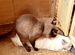 Очаровательный тайский кот Бози Жених Вязка Привит