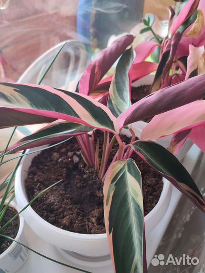 Строманта триколор