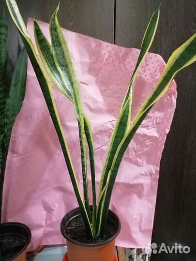 Сансевьерия и другие цветы