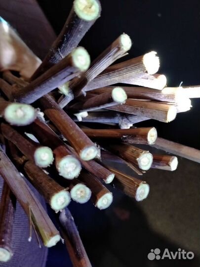 Черенки технического винограда