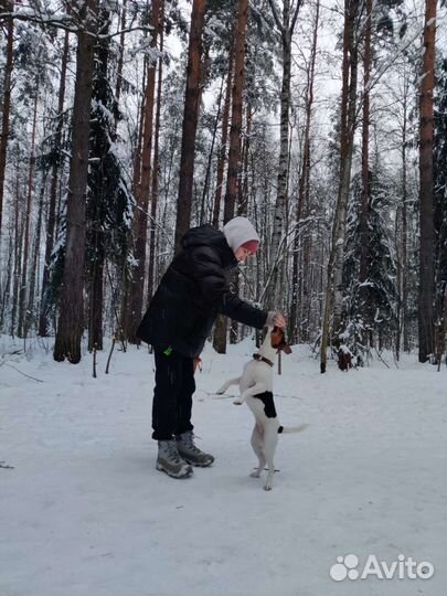 Выгульщик собак