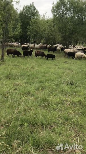 Овцы бараны