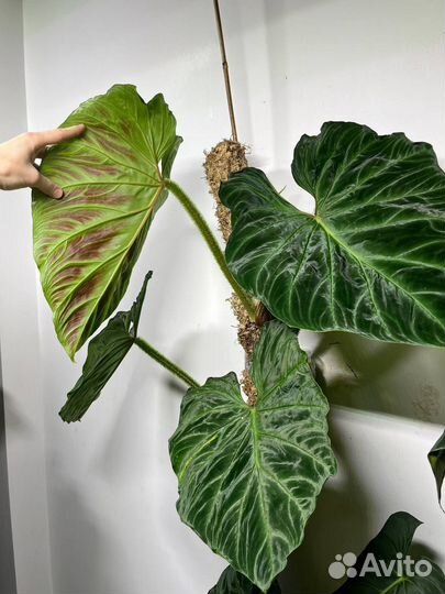 Бархатные филодендроны Веррукозум, Глориус