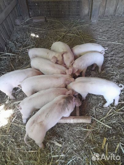 Поросята породы ландрас
