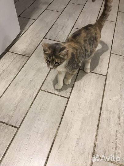 Котята отдам бесплатно