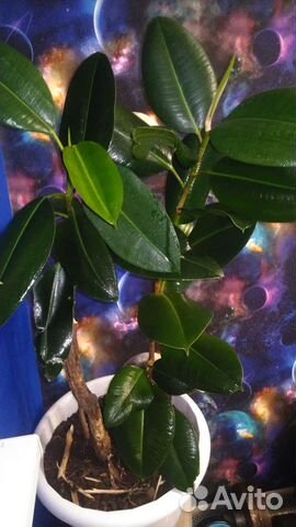 Фикус каучуконосный