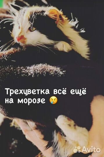 Трёхцветная девочка ищет дом