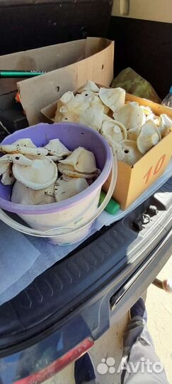 Грибы грузди соленые