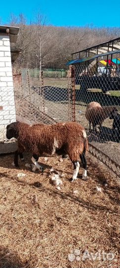Продаётся племенной баран
