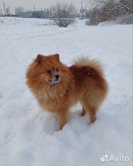 Вязка, Средний шпиц