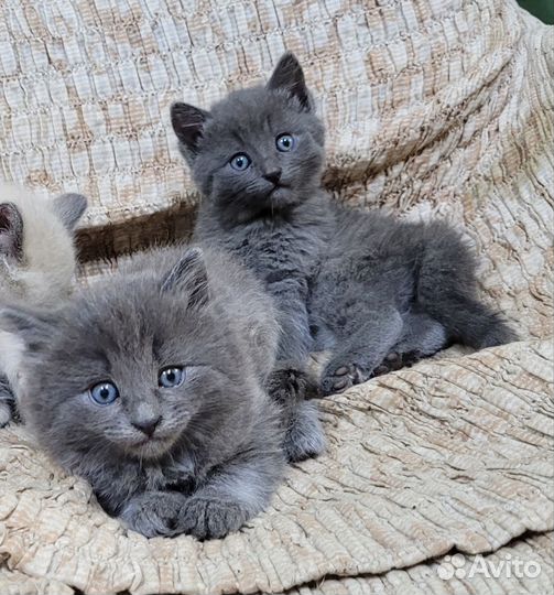 Котята кошечки