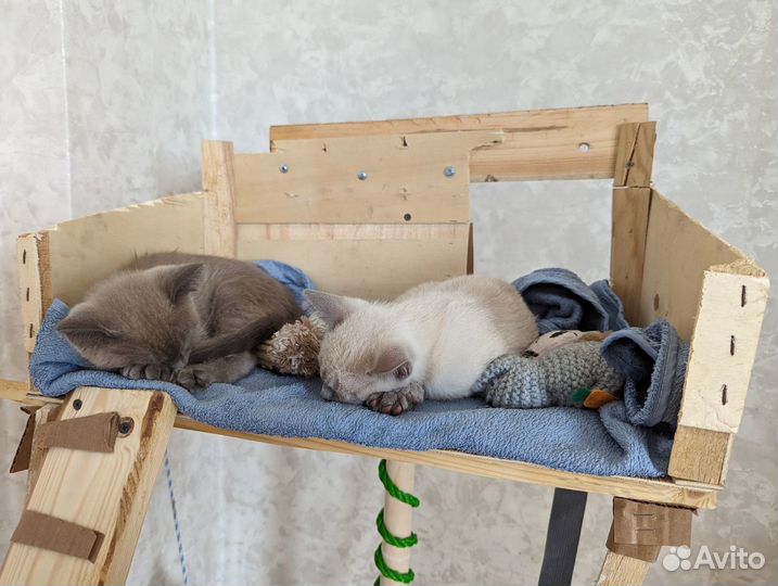 Котята метисы