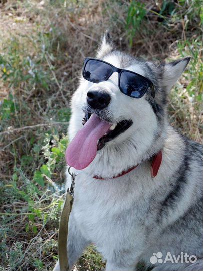 Сибирский хаски