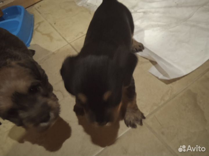 Щенки Йорк с Таксой