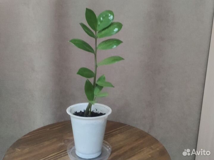 Замиокулькас