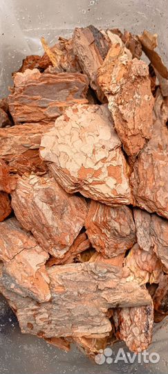 Алтайская кора сосны в наличии