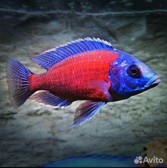 Яркие Цихлиды