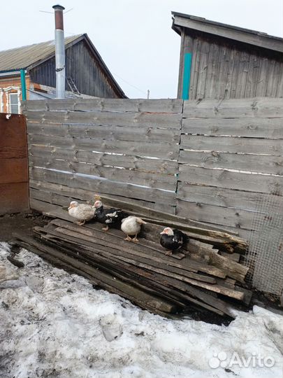Мускусные утки