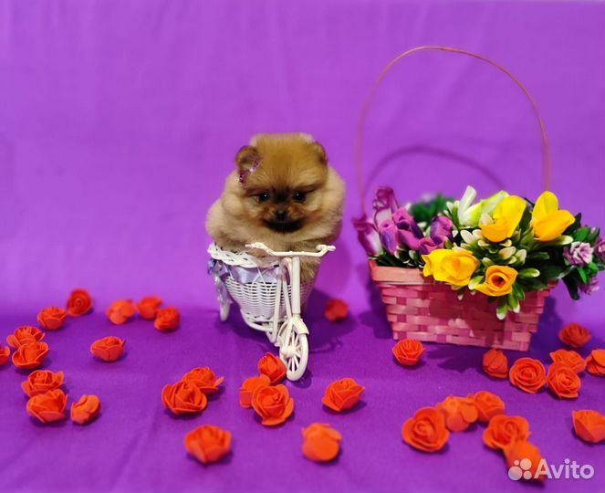 Щенки шпиц девочки и мальчики