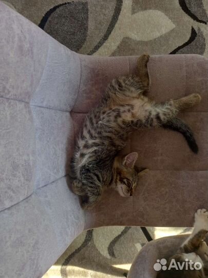 Котята в добрые руки бесплатно коты