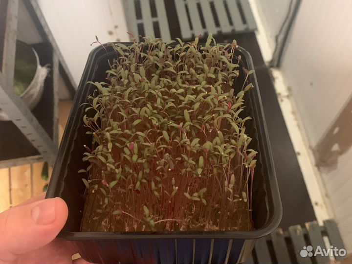 Микрозелень горчица амарант редис рукола