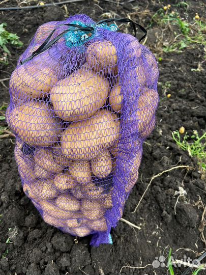 Капуста и картофель оптом