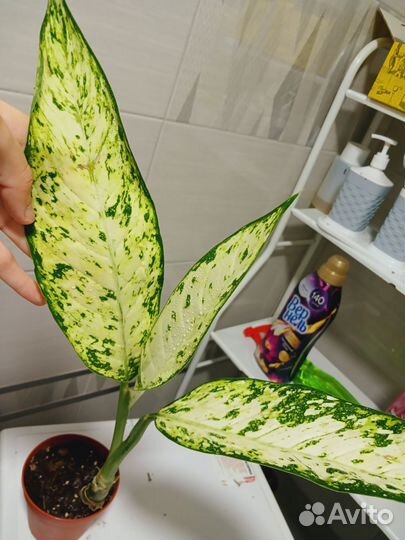 Комнатные растения цветы разновидности