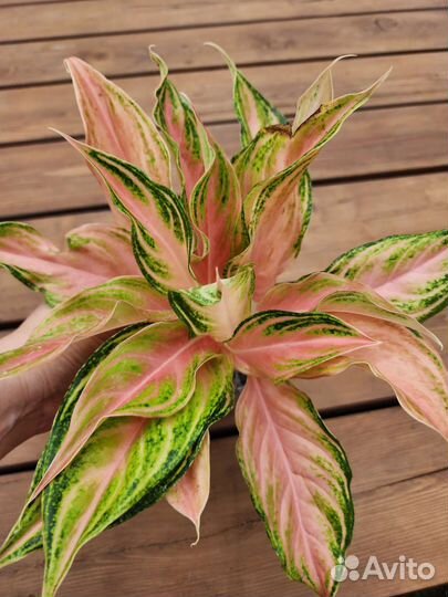 Аглаонема Pink Panama