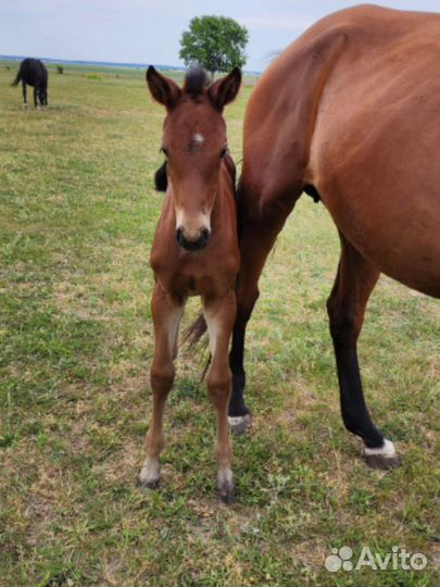 Жеребец импорт